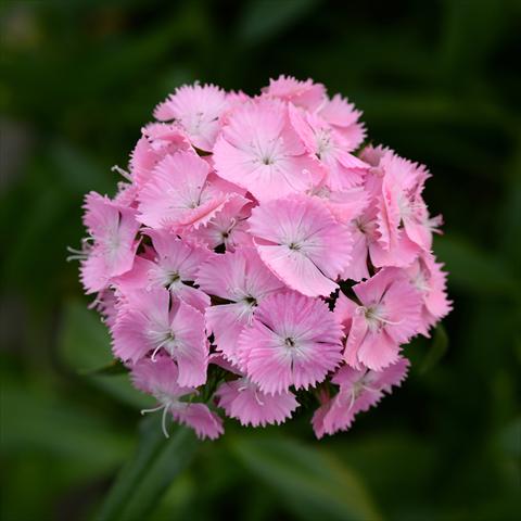 photo of flower to be used as: Pot and bedding Dianthus barbatus Sweet Pink