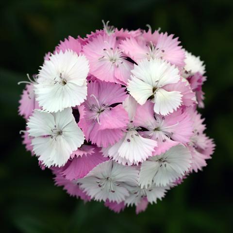 photo of flower to be used as: Pot and bedding Dianthus barbatus Sweet Pink Magic