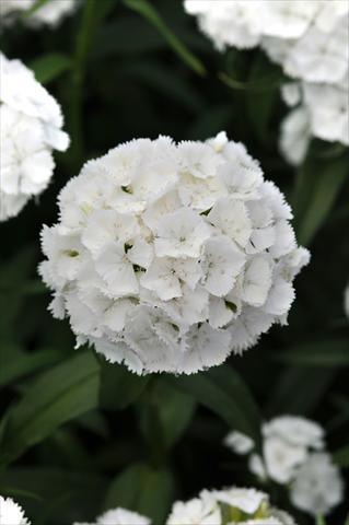 photo of flower to be used as: Pot and bedding Dianthus barbatus Sweet White Improved