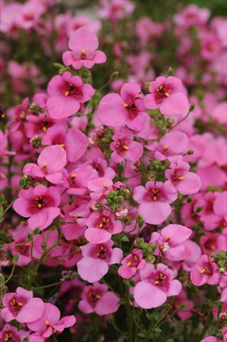 photo of flower to be used as: Pot and bedding Diascia barberae Experimental Dark Pink Shades