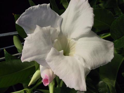 photo of flower to be used as: Basket / Pot Dipladenia (Mandevilla) White Velvet