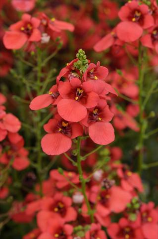 photo of flower to be used as: Pot and bedding Diascia barberae Experimental Red
