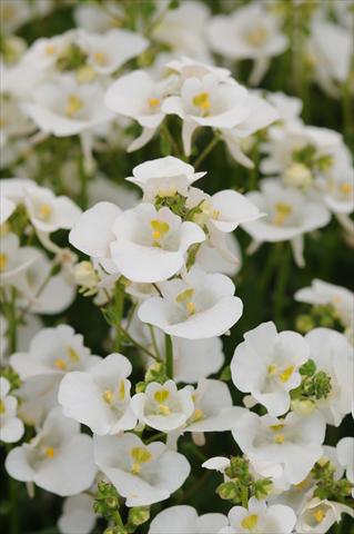 photo of flower to be used as: Pot and bedding Diascia barberae Experimental White