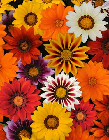 photo of flower to be used as: Pot and bedding Gazania rigens New Day Mix Improved