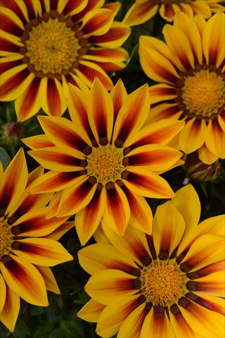 photo of flower to be used as: Pot and bedding Gazania rigens New Day Red Stripe