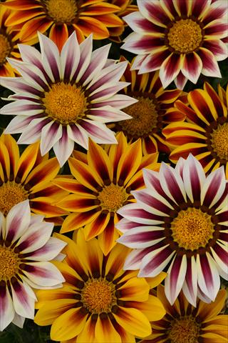photo of flower to be used as: Pot and bedding Gazania rigens New Day Tiger Mixture