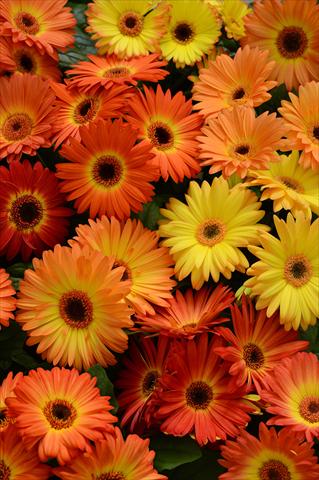 photo of flower to be used as: Pot and bedding Gerbera jamesonii Revolution Bicolor Orange Yellow