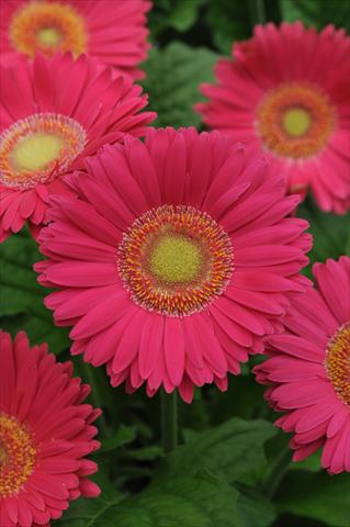 photo of flower to be used as: Pot and bedding Gerbera jamesonii Revolution Bright Rose Light Eye