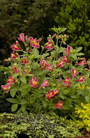 photo of flower to be used as: Bedding / border plant Alstroemeria Inca® Obsession