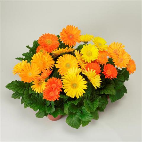 photo of flower to be used as: Pot and bedding Gerbera jamesonii Revolution Harvest Brights