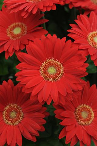 photo of flower to be used as: Pot and bedding Gerbera jamesonii Revolution Red Light Eye