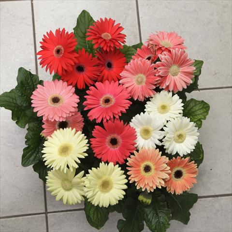 photo of flower to be used as: Pot and bedding Gerbera jamesonii Revolution Spring Pastels Improved