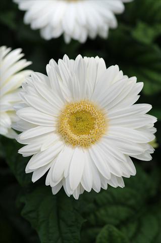 photo of flower to be used as: Pot and bedding Gerbera jamesonii Revolution White Light Eye