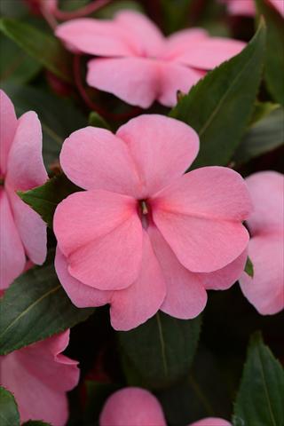photo of flower to be used as: Pot and bedding Impatiens hawkerii Divine Pink Improved