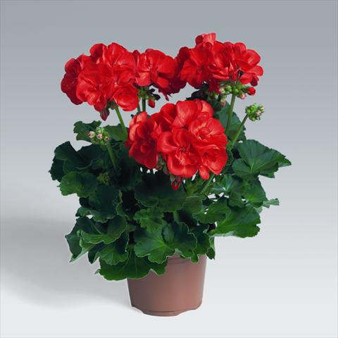 photo of flower to be used as: Basket / Pot Pelargonium zonale pac® Antony