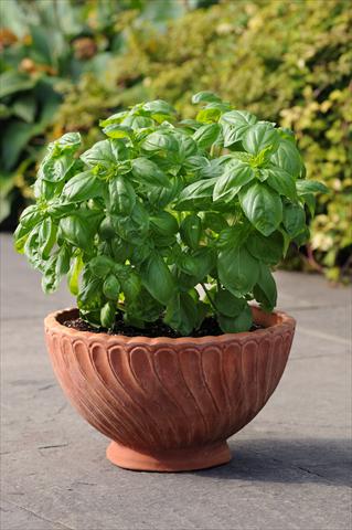 photo of flower to be used as: Pot and bedding Ocimum basilicum Dolce Fresca Basil