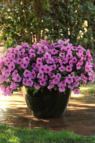 photo of flower to be used as: Pot and bedding Petunia x hybrida Easy Wave Pink Passion