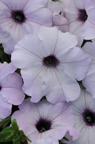 photo of flower to be used as: Pot and bedding Petunia x hybrida Easy Wave Silver