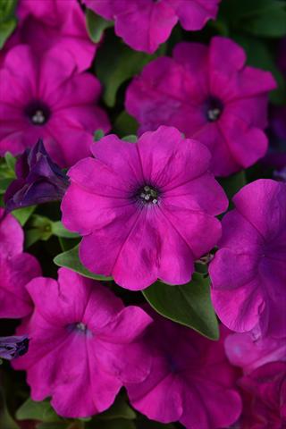 photo of flower to be used as: Pot and bedding Petunia x hybrida Lo Rider Violet