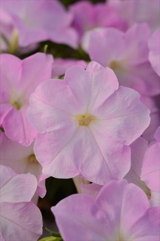 photo of flower to be used as: Pot and bedding Petunia x hybrida Mirage Pink Chiffon
