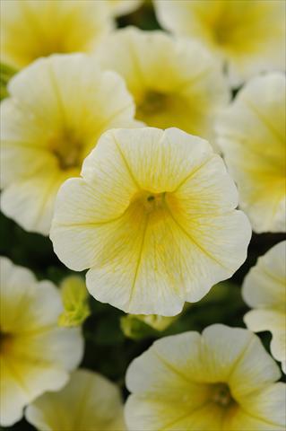 photo of flower to be used as: Pot and bedding Petunia x hybrida Shock Wave Yellow