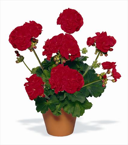 photo of flower to be used as: Pot, bedding, patio Pelargonium zonale pac® Victor
