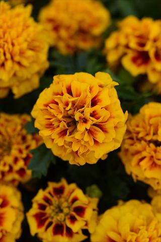 photo of flower to be used as: Pot and bedding Tagetes erecta Hot Pak Fire