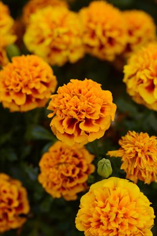photo of flower to be used as: Pot and bedding Tagetes erecta Hot Pak Flame