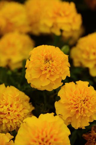 photo of flower to be used as: Pot and bedding Tagetes erecta Hot Pak Gold