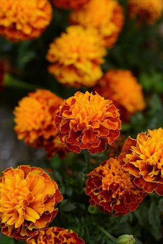photo of flower to be used as: Pot and bedding Tagetes erecta Hot Pak Harmony