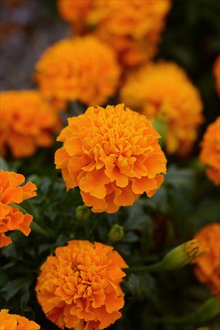 photo of flower to be used as: Pot and bedding Tagetes erecta Hot Pak Orange