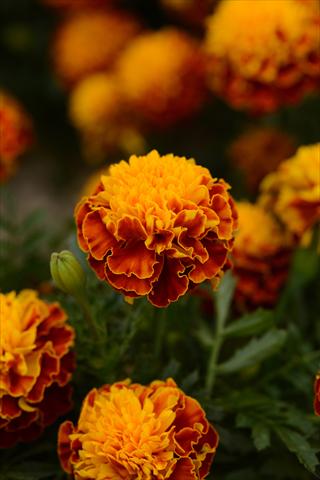 photo of flower to be used as: Pot and bedding Tagetes erecta Hot Pak Spry