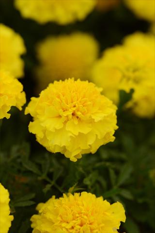 photo of flower to be used as: Pot and bedding Tagetes erecta Hot Pak Yellow