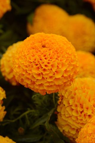 photo of flower to be used as: Pot and bedding Tagetes erecta Taishan Orange Improved