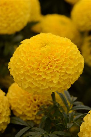 photo of flower to be used as: Pot and bedding Tagetes erecta Taishan Yellow Improved