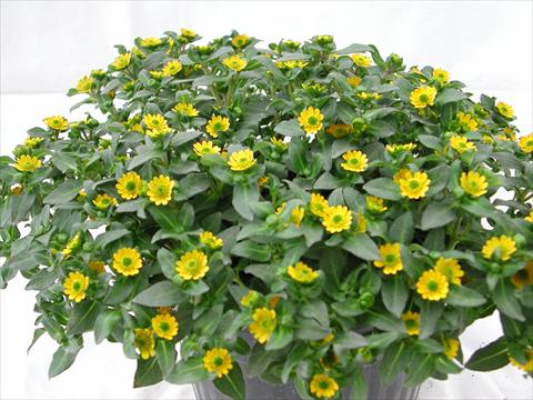 photo of flower to be used as: Bedding / border plant Sanvitalia Selina