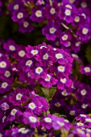 photo of flower to be used as: Pot and bedding Verbena hybrida Quartz Violet Eye