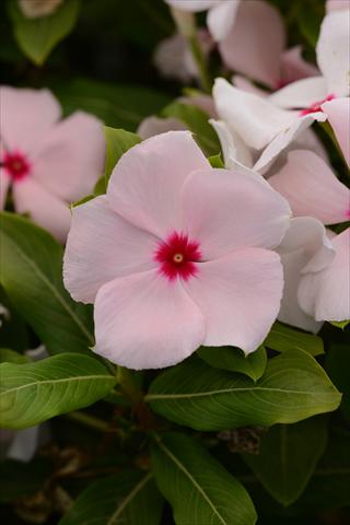 photo of flower to be used as: Pot and bedding Catharanthus roseus - Vinca Valiant Apricot