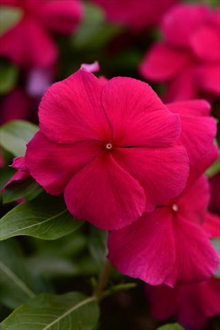 photo of flower to be used as: Pot and bedding Catharanthus roseus - Vinca Valiant Burgundy