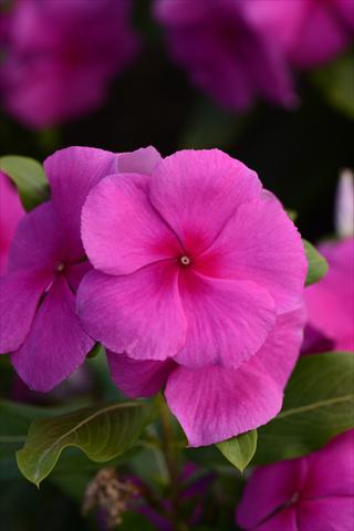 photo of flower to be used as: Pot and bedding Catharanthus roseus - Vinca Valiant Lilac