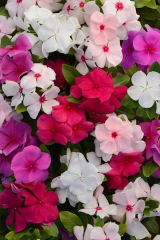photo of flower to be used as: Pot and bedding Catharanthus roseus - Vinca Valiant Mixture