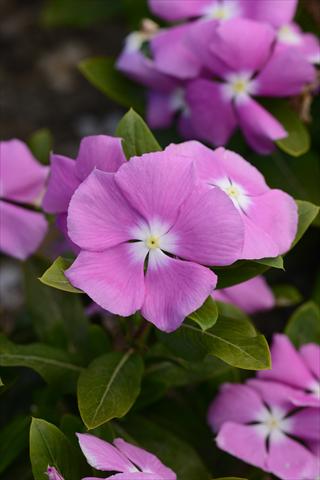 photo of flower to be used as: Pot and bedding Catharanthus roseus - Vinca Valiant Orchid