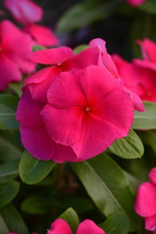 photo of flower to be used as: Pot and bedding Catharanthus roseus - Vinca Valiant Punch