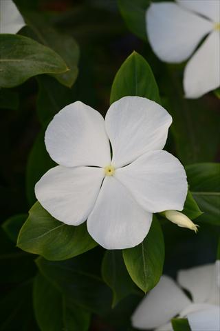 photo of flower to be used as: Pot and bedding Catharanthus roseus - Vinca Valiant Pure White