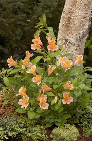 photo of flower to be used as: Bedding / border plant Alstroemeria Inca® Serin