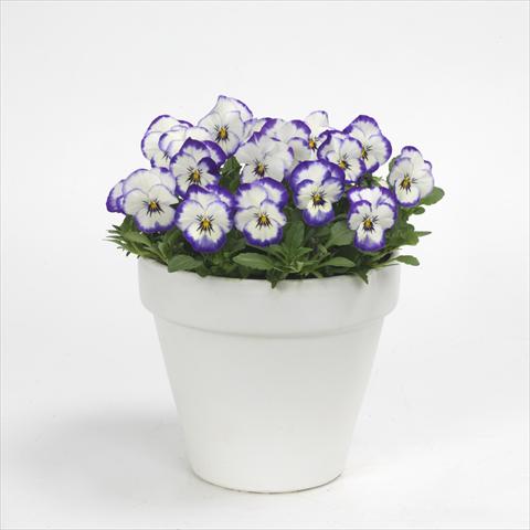 photo of flower to be used as: Pot and bedding Viola cornuta Sorbet Picotee Coconut Swirl XP, Improved