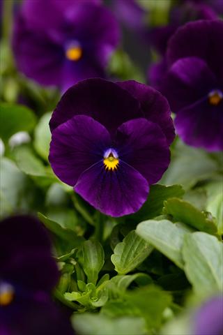 photo of flower to be used as: Pot and bedding Viola cornuta Sorbet Purple Improved XP