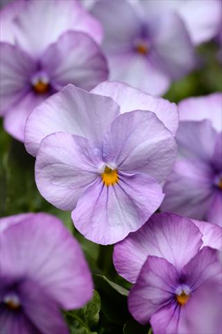 photo of flower to be used as: Pot and bedding Viola cornuta Sorbet XP Lavender Pink