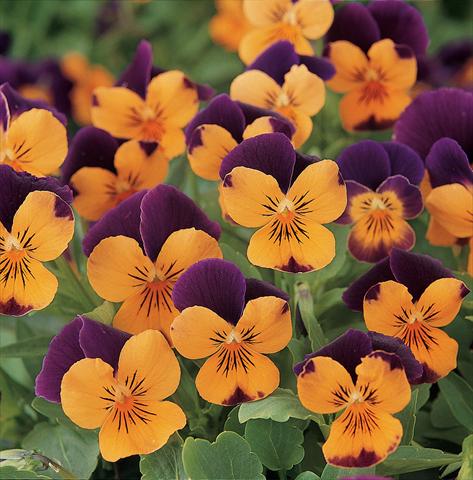 photo of flower to be used as: Pot and bedding Viola cornuta Sorbet XP Orange Jump Up