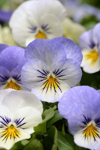 photo of flower to be used as: Pot and bedding Viola cornuta Sorbet XP Purple YTT